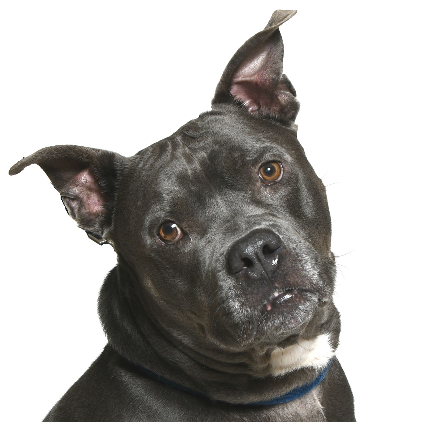Martin County Pet of the Week - Week of March 1, 2019